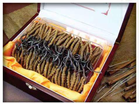 呈贡冬虫夏草回收